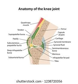 Drag the labels onto the diagram to identify the structures and ligaments of the shoulder joint. Drag The Labels Onto The Diagram To Identify The Parts Of A Knee Jerk Reflex - Free Wiring Diagram