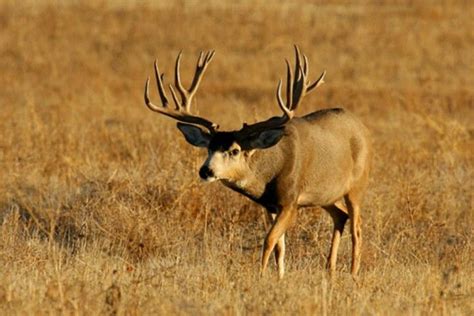 Awsome Buck Big Deer Mule Deer Hunting Whitetail Deer