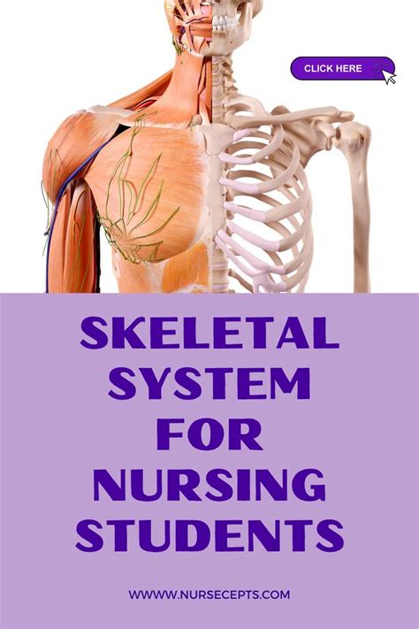 9 Facts About The Skeletal System Every Nursing Student Should Know