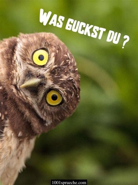 Hier werden täglich witze und sprüche gepostet!. LUSTIGE TIERE BILDER (49 +) Zum Totlachen | Hunde, Katzen ...