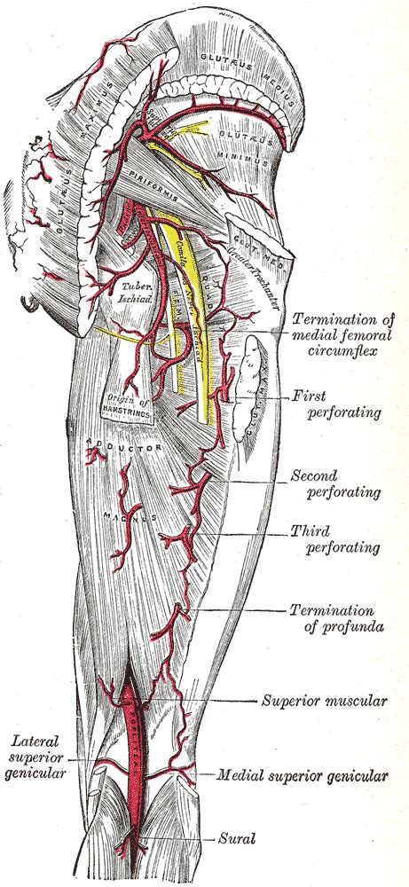 Arteries And Nerves Of The Gluteal Region And The Posterior Thigh Download Scientific Diagram