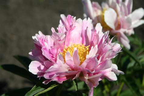 Pink Firefly Parkland Peonies