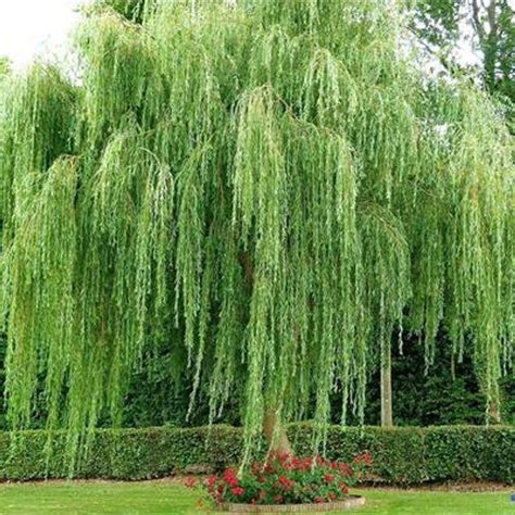 3 Weeping Willow Trees Live Trees Etsy Weeping Willow Tree Weeping Willow Wisteria Tree