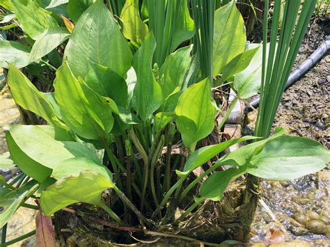 Pond Weed And Plant Identification Guide Hydrosphere Water