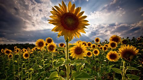 Free Download Download Sunflower Wallpaper Desktop