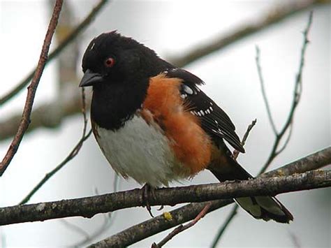 Backyard Bird Identification Sparrows And Finches Backyard Birds
