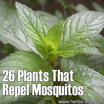 26 Plants That Repel Mosquitos - Herbs Info