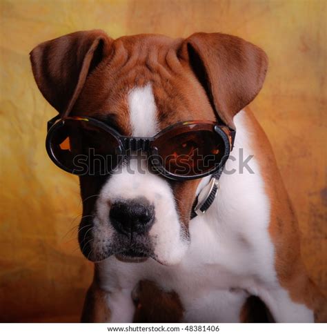 Boxer Dog Wearing Goggle Sunglasses Stock Photo Edit Now 48381406