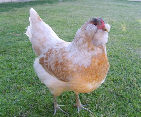 The 8 Best Egg Laying Breeds Of Backyard Chickens Off