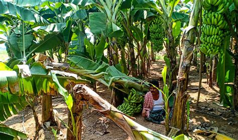 Locked Down Ap Farmers Going Bananas