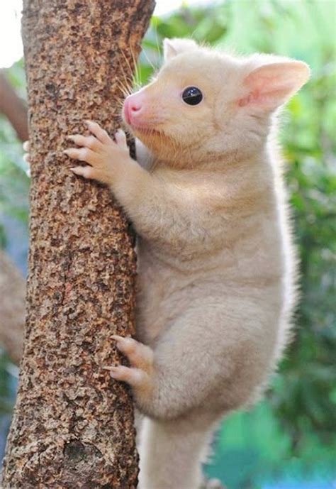 Maybe you would like to learn more about one of these? The 25+ best Australian possum ideas on Pinterest ...