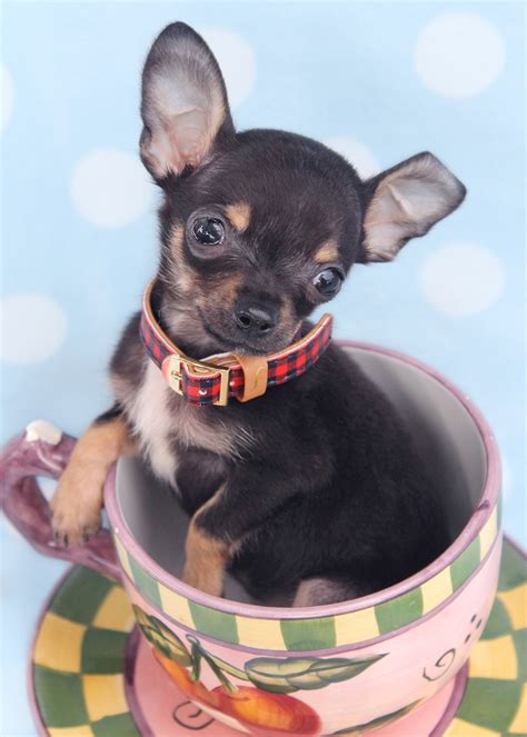 Teacup Chihuahua Puppies For Sale In South Florida Teacups Puppies