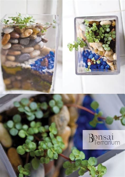 I made my own moss art wall for my home. gorgeous terrariums from Bonsai Terrarium | Terrarium ...