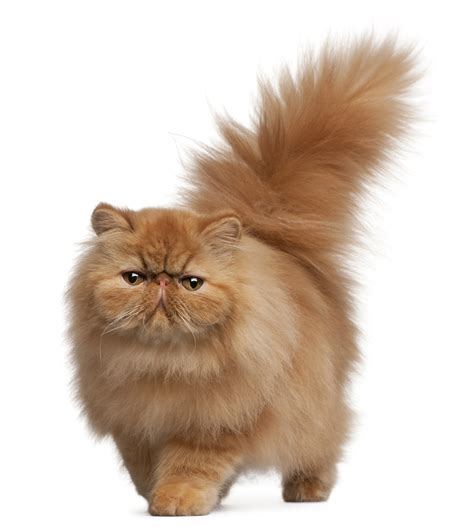 Purr-fect Persians - Daily Household