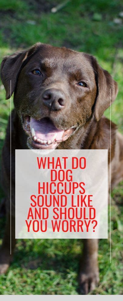 What Do Dog Hiccups Sound Like And Should You Worry In 2022 Dog