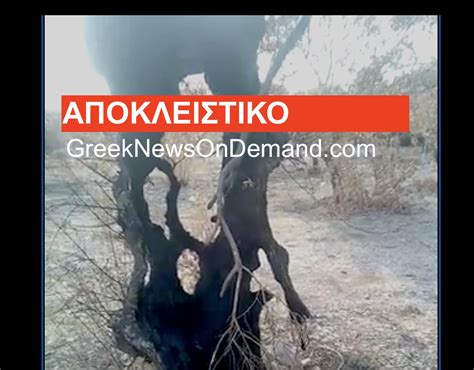 Τα κυριότερα μέτωπα εντοπίζονται σε βαρυμπόμπη, θρακομακεδόνες και μαλακάσα. ΒΟΜΒΑ: ΔΕΙΤΕ ΠΩΣ ΕΙΧΑΝ ΒΑΛΕΙ ΤΗΝ ΑΤΤΙΚΗ ΣΤΟ ΦΟΥΡΝΟ ΜΙΚΡΟΚΥΜΑΤΩΝ ΜΕ ΟΠΛΑ ΛΕΙΖΕΡ! 100% ΑΠΟΔΕΙΞΕΙΣ ...