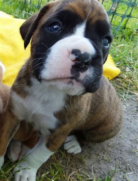 Boxer breeders in new zealand. Boxer Puppies for sale in North Carolina