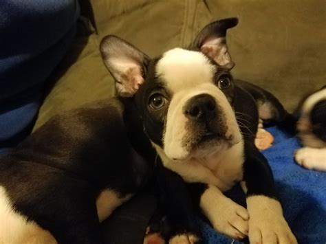 All of our dogs and puppies are akc ( american kennel club® ) registerable. Boston Terrier Puppies For Sale | Fredericksburg, VA #270263