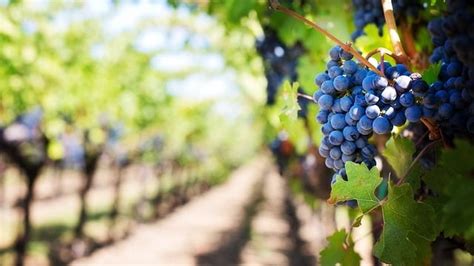 The Profound Meaning Behind The Parable Of The Vineyard