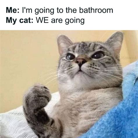 ‘cats On Catnip 50 Funny And Relatable Cat Memes That Show Why The