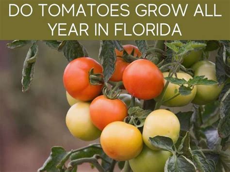Can You Grow Tomatoes In South Florida Greenhouse Today