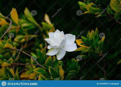 Gardenia Jasminoides Stock Photo Image Of Fragrance 216295574