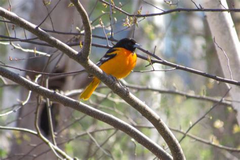 5 Types Of Orioles You May Have Seen In Your Backyard Yard And Garden