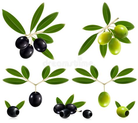Olive Branch Stock Vector Illustration Of Black Season 7000502