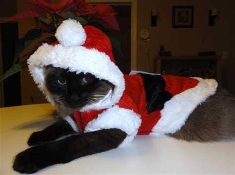 A Siamese Cat Christmas Christmas Animals Merry Christmas And Happy