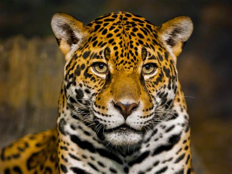 Download Stare Animal Jaguar Hd Wallpaper