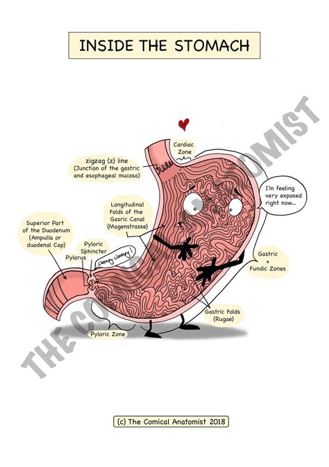 Digestive System Printable Flashcards The Comical Anatomist Shop