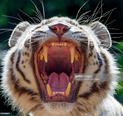 This White Tigress Was Begging For Meat And Opened The Mouth For This