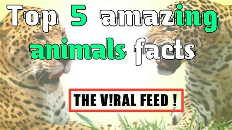 Top 5 Amazing Animals Facts That Will Blow Your Mind The Viral Feed