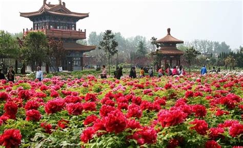 Top 6 Flower Festivals In China China Whisper