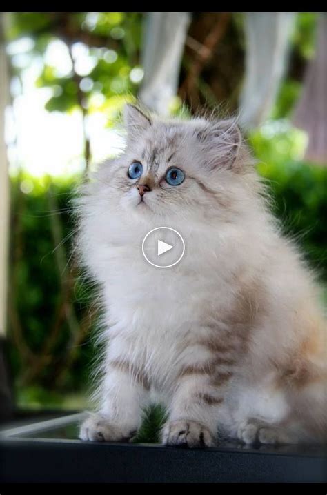 Cute Kittens Will Melt Your Heart Kittens That Will Make You Fall In