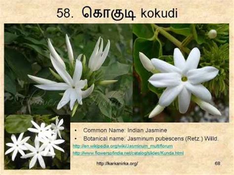 Select category fish names flower names numbers fruit names spice names animal names insect names vehicle names shellfish names human body parts color names days months vegetable flower names in malayalam with audio pronunciation and transliteration in english. FLOWERS NAMES IN TAMIL AND ENGLISH 106 FLOWERS - YouTube
