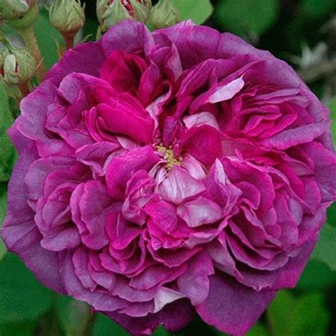 Eden Rose Rogue Valley Roses