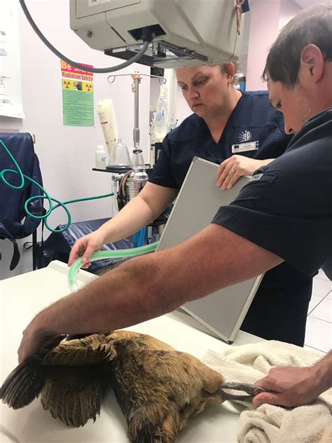 A belief in simplifying care. Pet Farm Animals - Queen Creek Veterinary Clinic