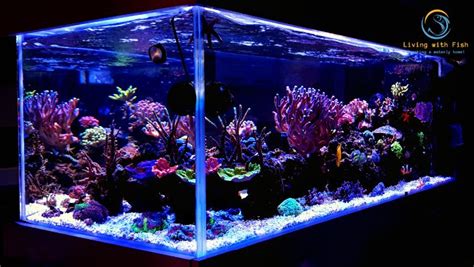 Saltwater Aquarium Setup A Step By Step Guide Living With Fish