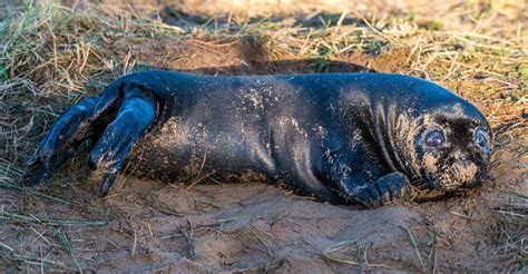 Hes Absolutely Gorgeous Video Captures The Rare Black Seal That
