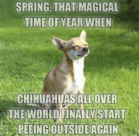 These Memes Will Help You Celebrate That Spring Has Sprung - Spring Has Sprung | Memes