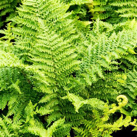 Browse our shade perennial collection while most perennial shade plants prefer rich, moist soil, certain varieties can handle dry shade as well. Dryopteris cristata Plant - Shade Loving Perennials ...