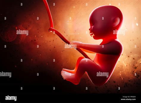 3d Human Fetus Inside The Womb Stock Photo Alamy