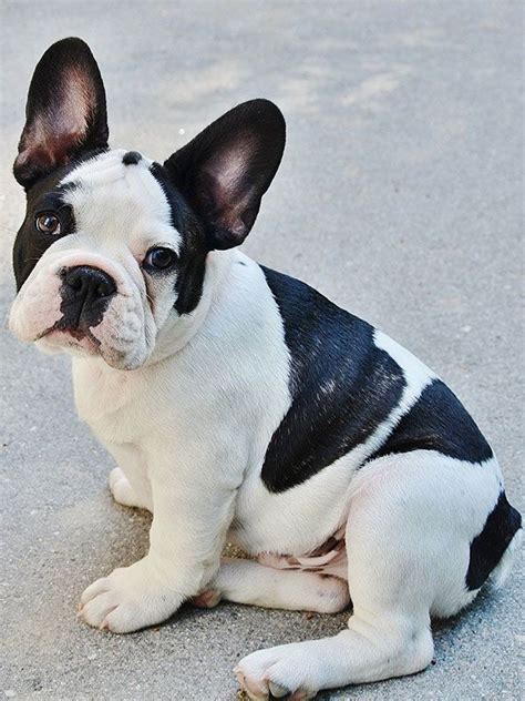 Cute dog french bulldog black and white color. French Bulldog Breed Information Center - The Complete ...