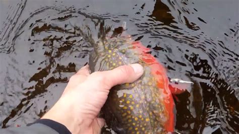 Maine Brook Trout Fly Fishing Youtube