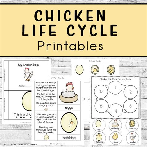 Chicken Life Cycle Printables Simple Living Creative Learning