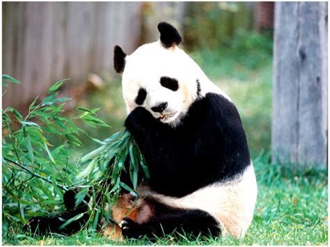 Cute Giant Panda Bear Animal Pictures Photos Download