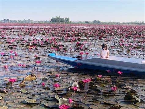 Red Lotus Lake Chiang Haeo Updated 2020 All You Need To Know Before