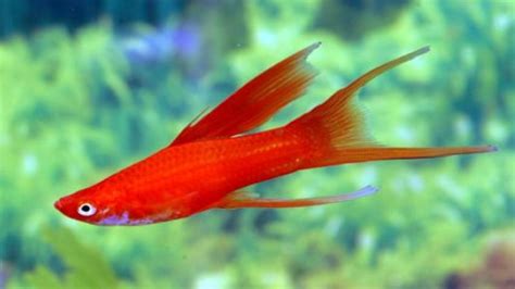 3 Easy Tips On Double Swordtail Fish Care