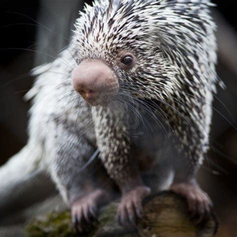 Close Up Of A Cute Brazilian Porcupine Coendou Prehensilis Shallow